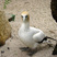 Australian Gannet